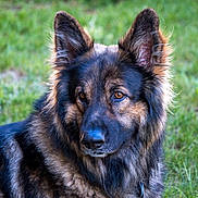 Gus is registered to the contest to win money with this photo: bohemian_shepherd, carnivoran, dog, dog_breed, dog_breed_group, dog_crossbreeds, dog_like_mammal, east_european_shepherd, german_shepherd_dog, king_shepherd, kunming_wolfdog, native_american_indian_dog, old_german_shepherd_dog, rare_breed_dog, shiloh_shepherd_dog, snout, tervuren, vulnerable_native_breeds, whiskers
