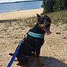 Lupo is registered to the contest to win money with this photo: