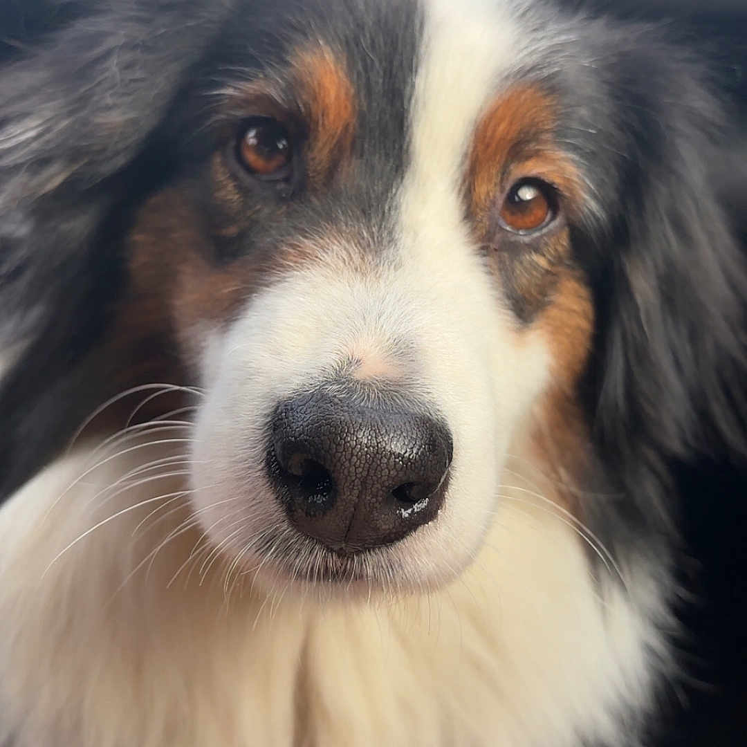 Gandja participe au concours pour gagner de l'argent avec cette photo : animal, black_fur, brown_eyes, brown_fur, canine, car_interior, close_up, companion, dashboard, dog, fluffy, fur, indoor, leash, nose, pet, portrait, seatbelt, vent, white_fur