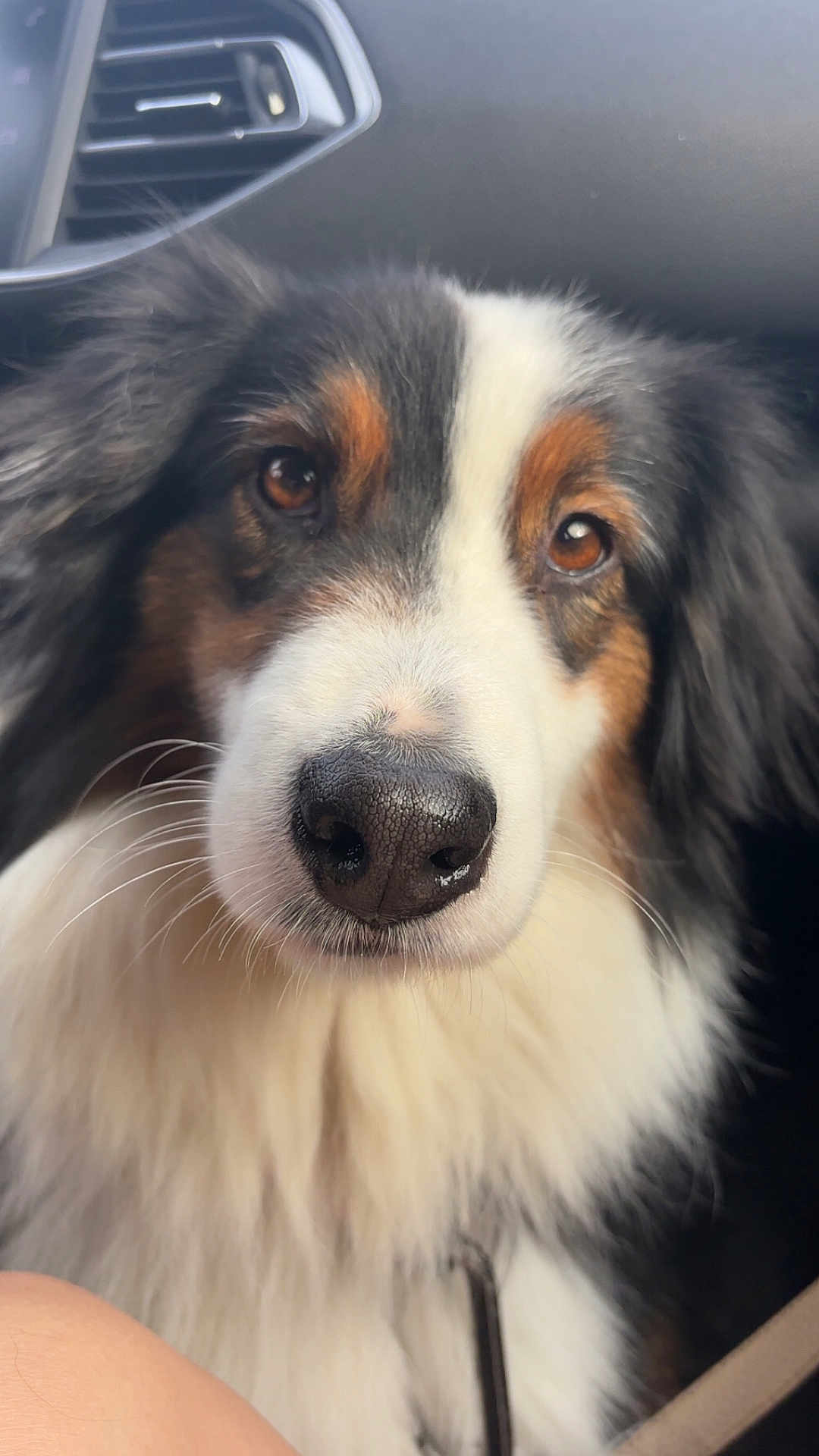 Gandja participe au concours pour gagner de l'argent avec cette photo : dog, pet, close_up, fur, nose, brown_eyes, car_interior, vent, dashboard, black_fur, white_fur, brown_fur, fluffy, animal, companion, portrait, indoor, seatbelt, leash, canine