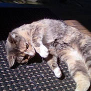Lilly is registered to the contest to win money with this photo: cat, feline, pet, indoor, sunlight, carpet, resting, relaxed, animal, fur, striped, cute, whiskers, paw, laying_down, domestic, cozy, sleepy, shadow, patterned