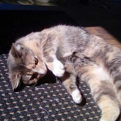 Lilly is registered to the contest to win money with this photo: cat, feline, pet, indoor, sunlight, carpet, resting, relaxed, animal, fur, striped, cute, whiskers, paw, laying_down, domestic, cozy, sleepy, shadow, patterned