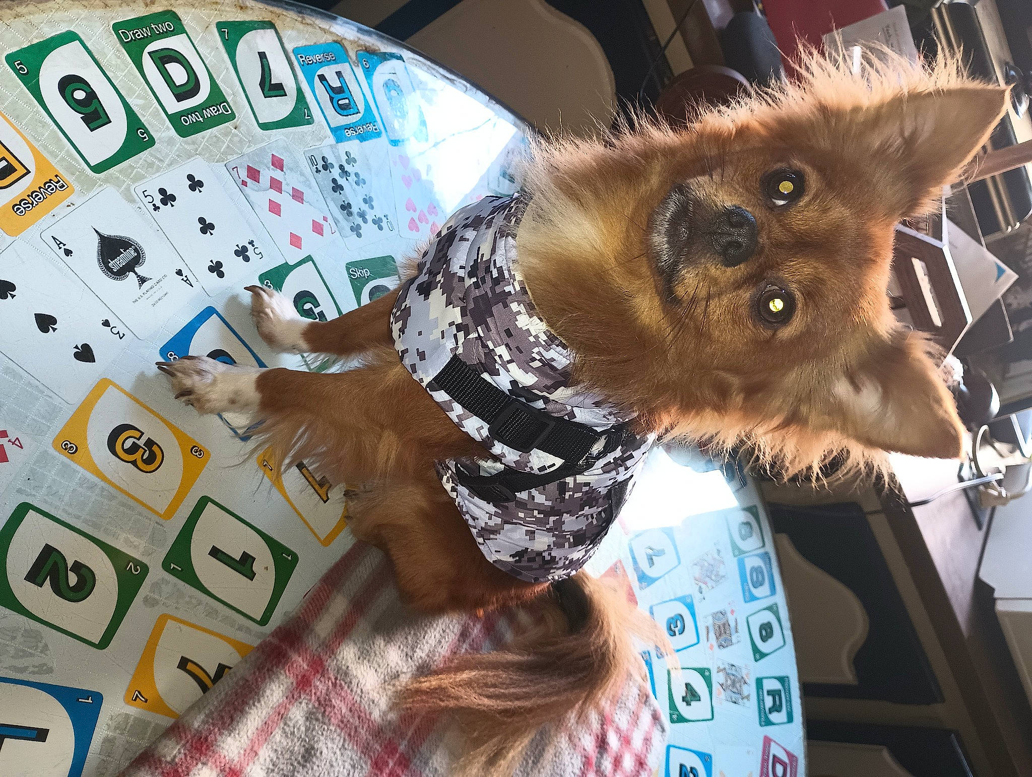 Bud joined the competition — help win amazing prizes! canidae, carnivore, companion_dog, costume, dog_breed, eyewear, fashion_accessory, fawn, feather, felidae, fur, pattern, small_to_medium_sized_cats, snout, sporting_group, sunglasses, tail, toy_dog, visual_arts, whiskers