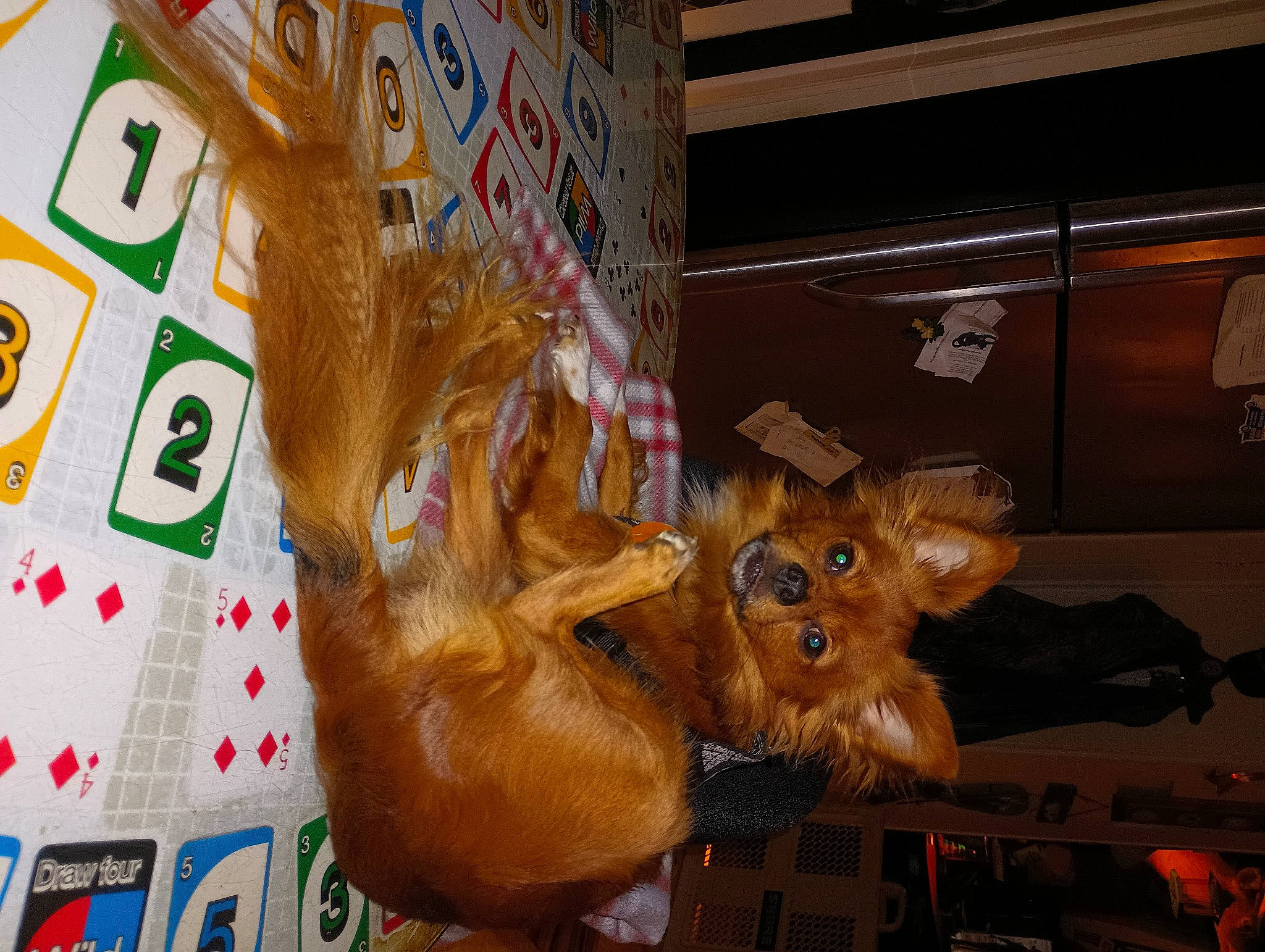 Bud is registered to the contest to win money with this photo: antler, canidae, deer, dog_breed, event, fawn, fur, horn, moose, natural_material, plastic, snout, sporting_group, terrestrial_animal, toy, visual_arts, wood, working_animal