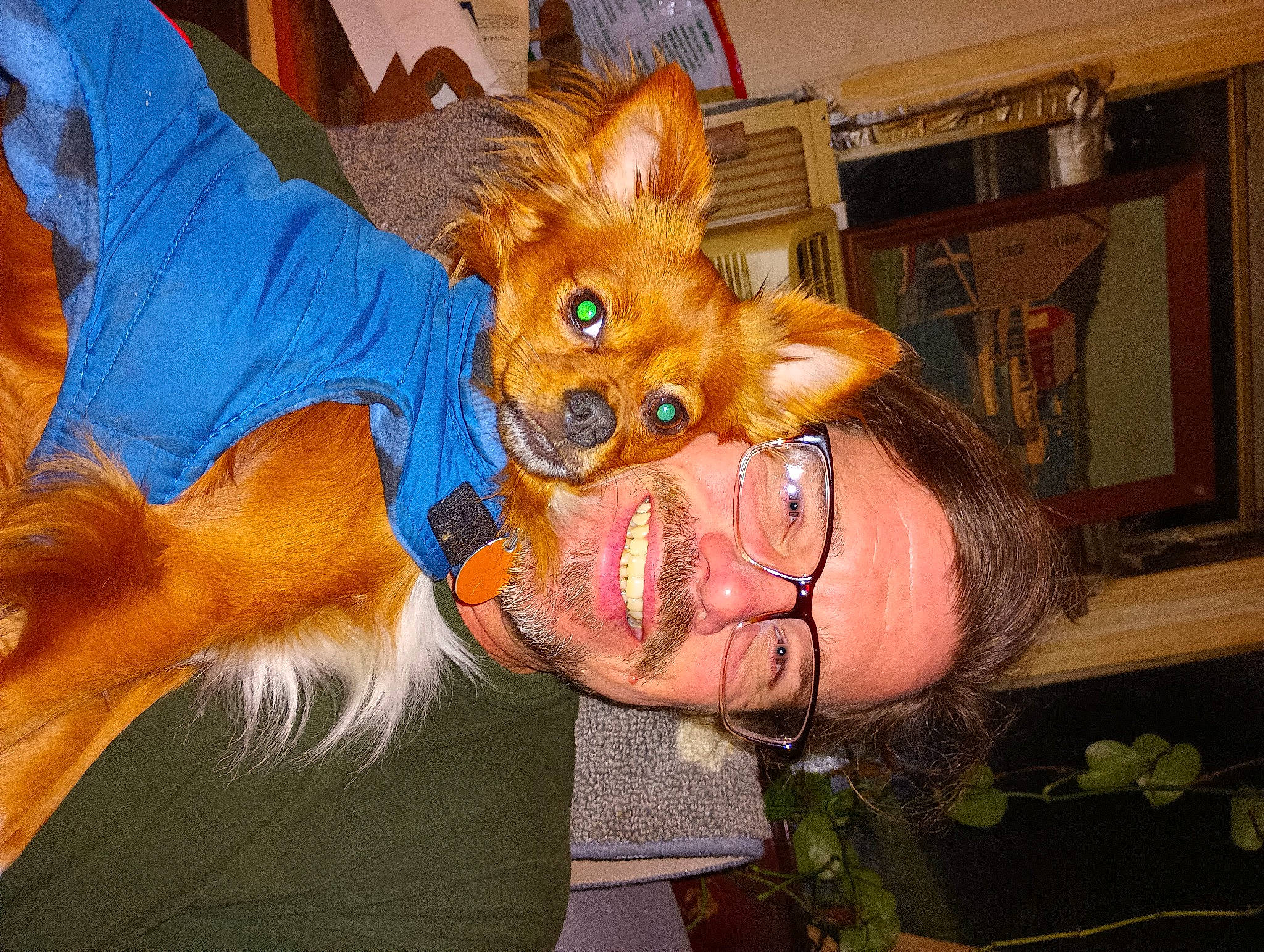 Bud joined the competition — help win amazing prizes! canidae, carnivore, companion_dog, costume, dog, dog_breed, dog_supply, ear, event, fawn, fun, fur, happy, orange, picture_frame, smile, sporting_group, tie, toy_dog, whiskers