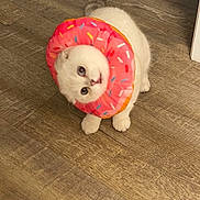 Porong is registered to the contest to win money with this photo: cat, cone_of_shame, curious_gaze, cute, decor, donut, funny, hardwood_floor, indoor, inflatable_collar, paws, pet, playful, portrait, sitting, sprinkles, toy, whiskers, white_cat, wide_eyes