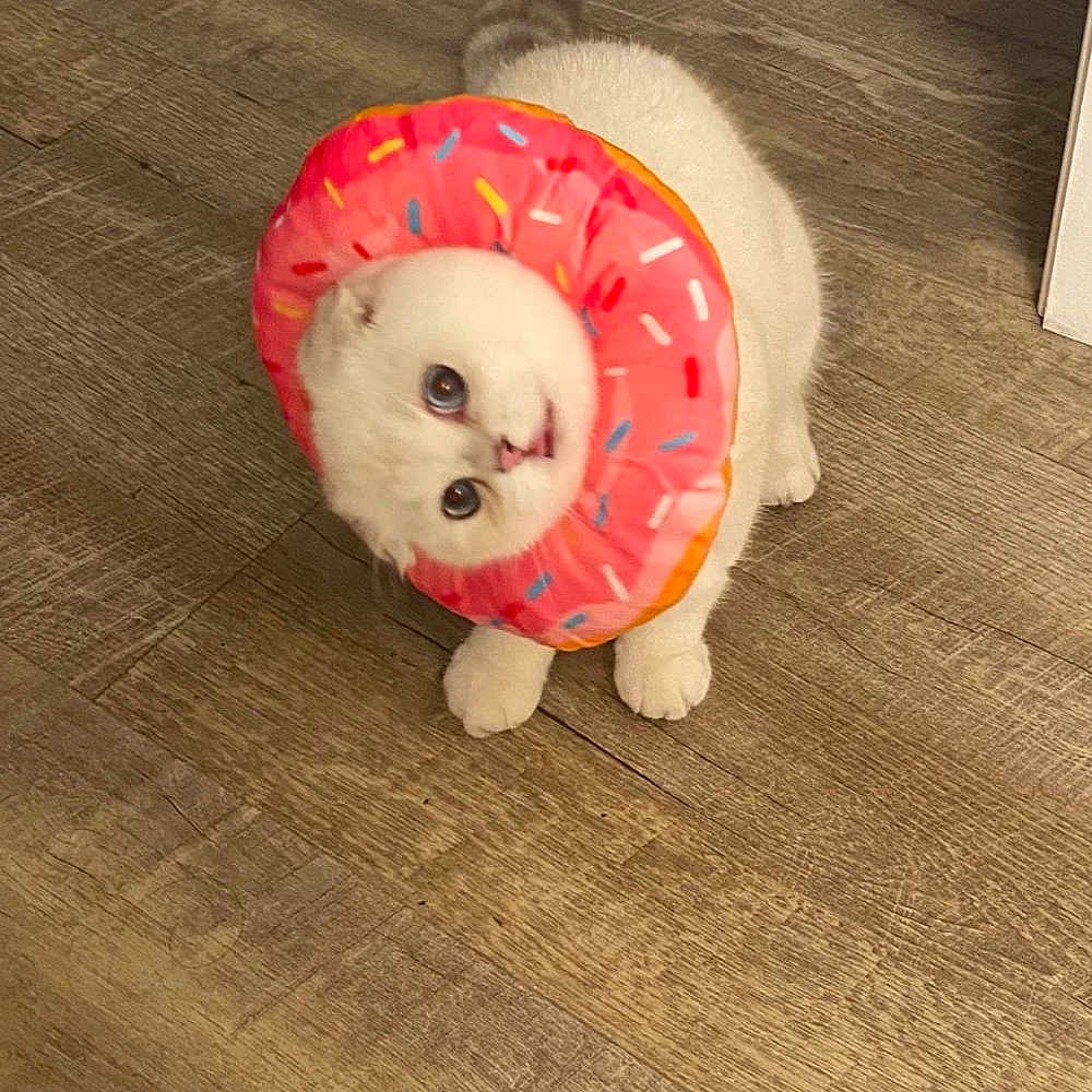 Porong is registered to the contest to win money with this photo: cat, cone_of_shame, curious_gaze, cute, decor, donut, funny, hardwood_floor, indoor, inflatable_collar, paws, pet, playful, portrait, sitting, sprinkles, toy, whiskers, white_cat, wide_eyes