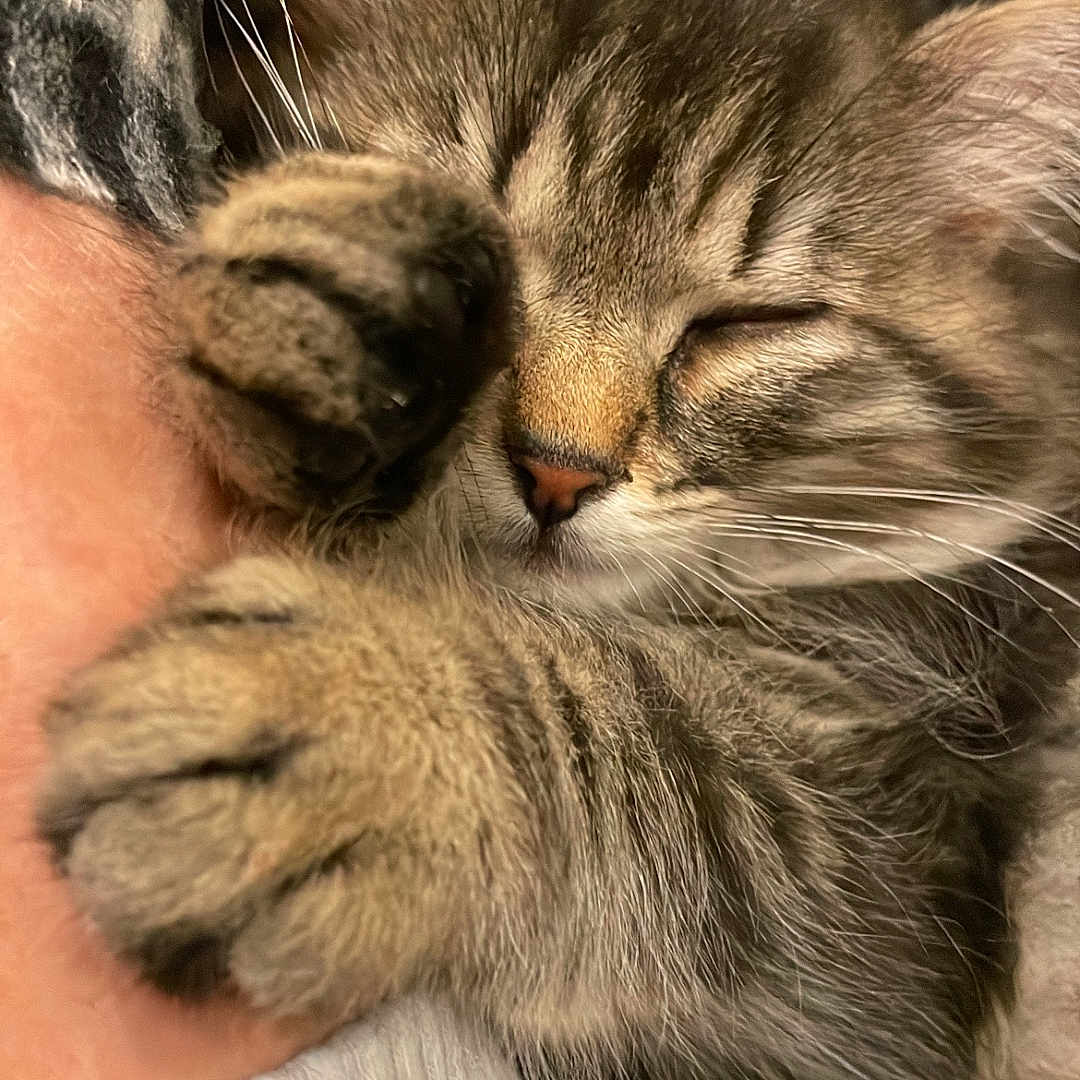 Yumi a rejoint le concours — aidez-le/la à gagner de superbes lots ! abyssinian, animal, bodypart, cat, chair, clothing, couch, electronics, finger, furniture, glove, hand, hardware, heart, kitten, manx, person, pet, sleeping, symbol