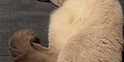 Socket participe au concours pour gagner de l'argent avec cette photo : abyssinian, angora, animal, cat, chair, couch, furniture, hardwood, kitten, manx, person, pet, siamese, sleeping, snout, wood