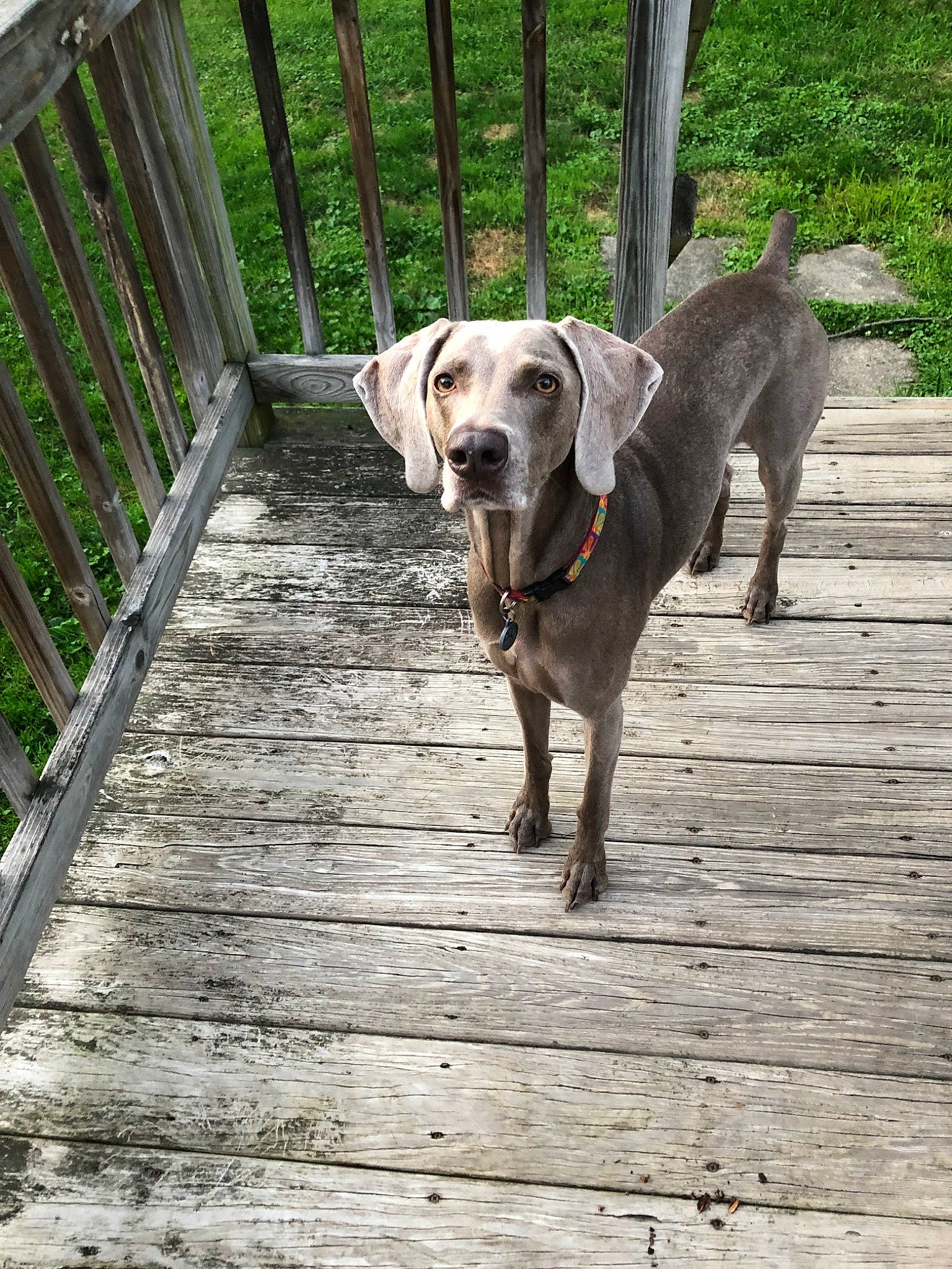 Lily Pad joined the competition — help win amazing prizes! blue_lacy, canidae, carnivore, companion_dog, dog, dog_breed, fawn, grass, hunting_dog, leash, mammal, pointer, sporting_group, tail, vertebrate, weimaraner