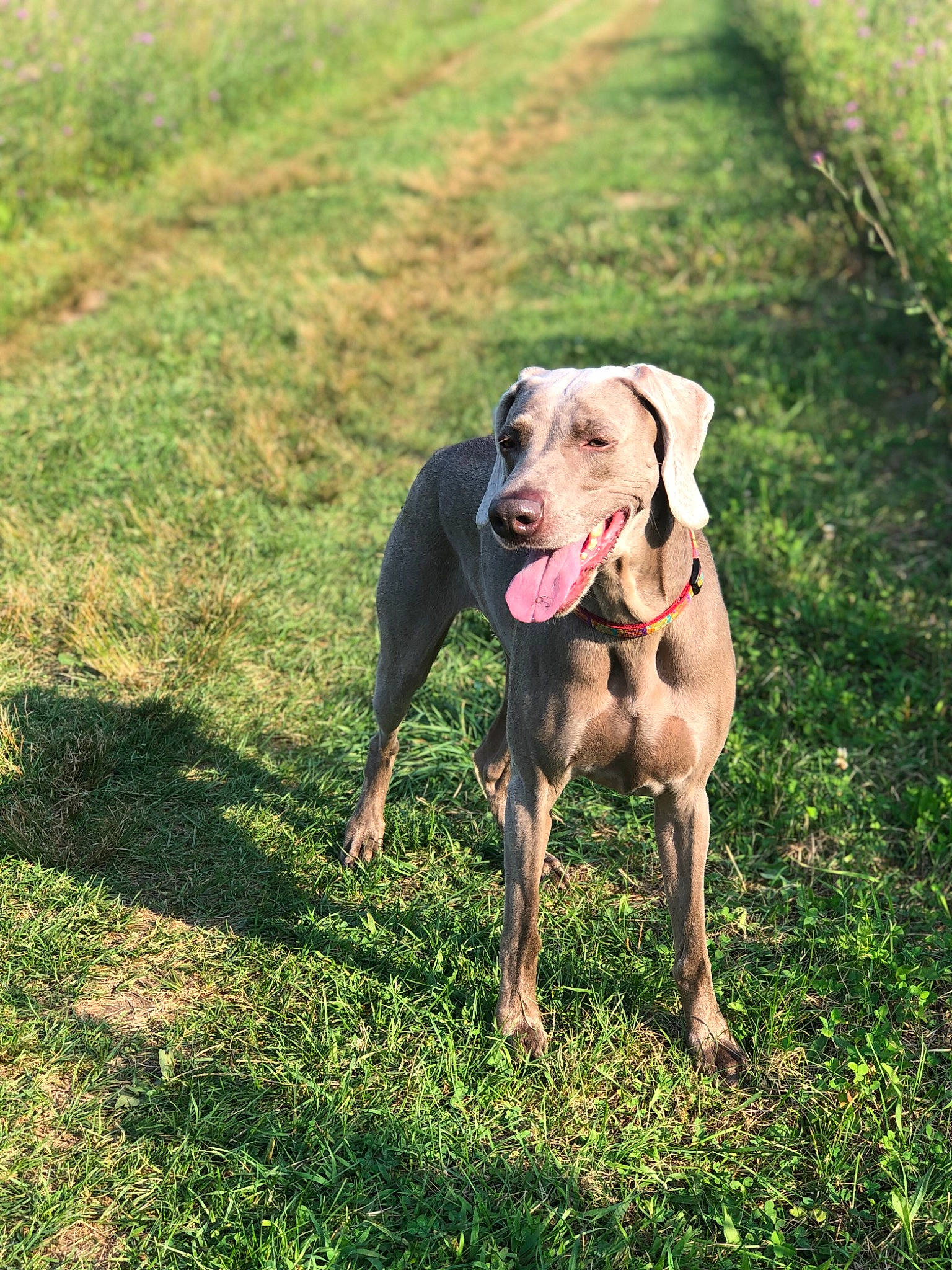 Lily Pad is registered to the contest to win money with this photo: canidae, carnivore, dog, dog_breed, ear, fawn, grass, gun_dog, hunting_dog, mammal, pointing_breed, sporting_group, vertebrate, vizsla, weimaraner, working_dog