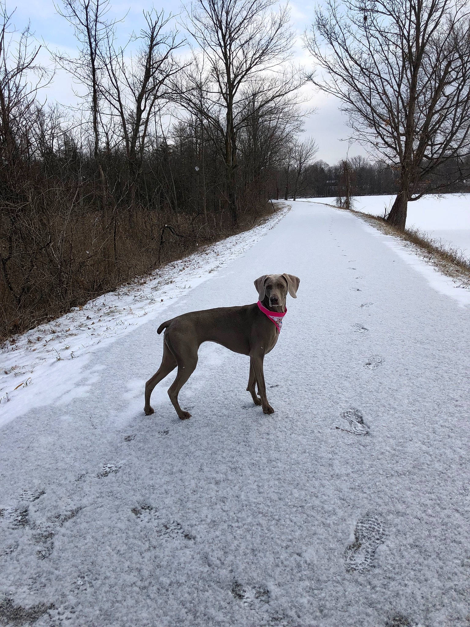 Lily Pad joined the competition — help win amazing prizes! canidae, carnivore, dog, dog_breed, dog_walking, fawn, hunting_dog, mammal, road, snow, sporting_group, tail, tree, vertebrate, weimaraner, winter, working_dog