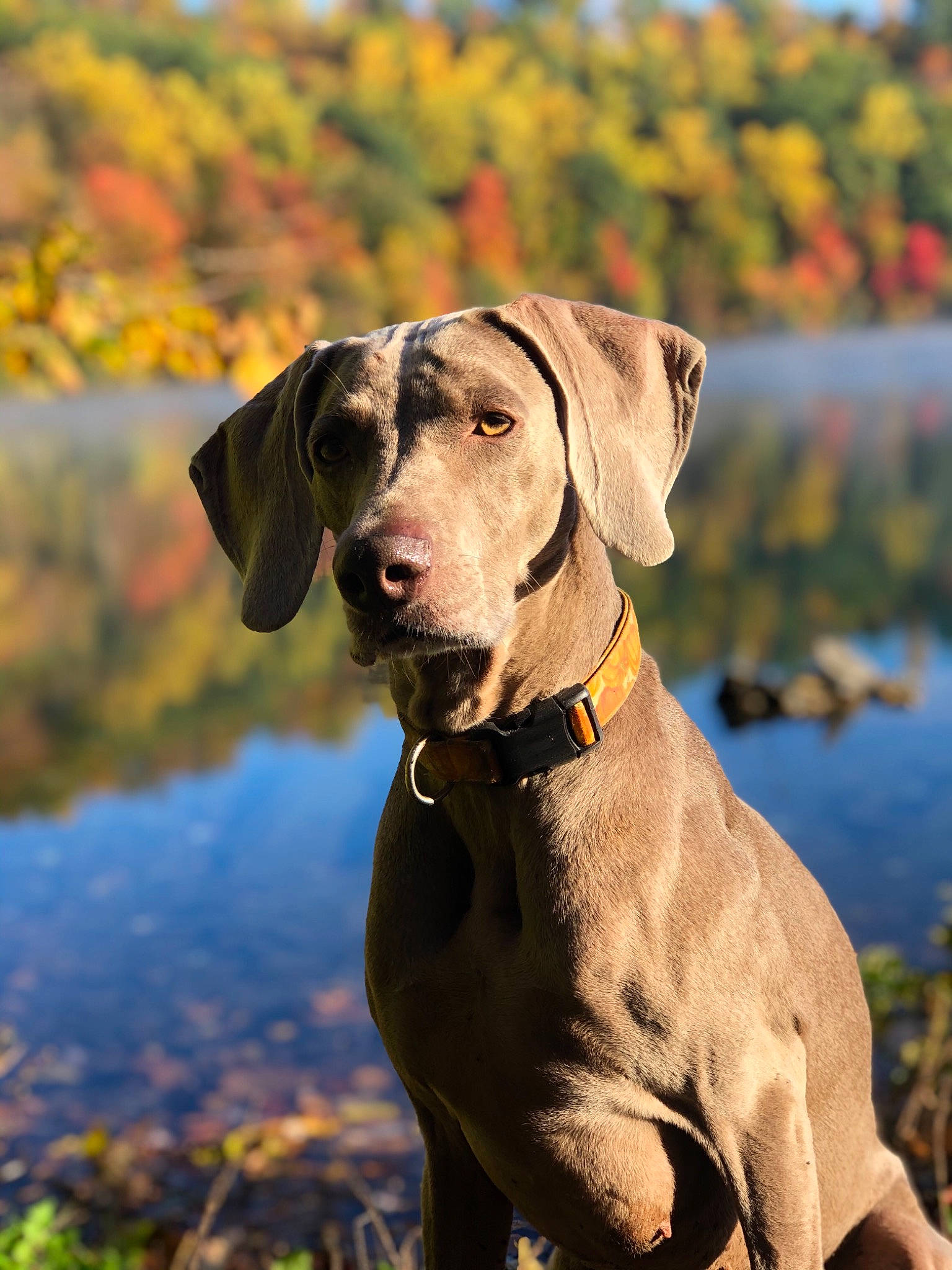 Lily Pad is registered to the contest to win money with this photo: blue_lacy, canidae, carnivore, dog, dog_breed, ear, fawn, great_dane, gun_dog, hunting_dog, mammal, pointer, pointing_breed, snout, sporting_group, vertebrate, vizsla, weimaraner, working_dog