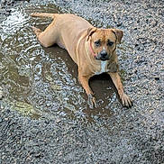 Volka a rejoint le concours — aidez-le/la à gagner de superbes lots ! dog, canine, tan_dog, mud, puddle, water, wet, outdoors, ground, nature, animal, pet, pink_collar, lying_down, front_legs, floppy_ears, brown_fur, white_chest, portrait, funny