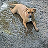 dog, canine, tan_dog, mud, puddle, water, wet, outdoors, ground, nature, animal, pet, pink_collar, lying_down, front_legs, floppy_ears, brown_fur, white_chest, portrait, funny
