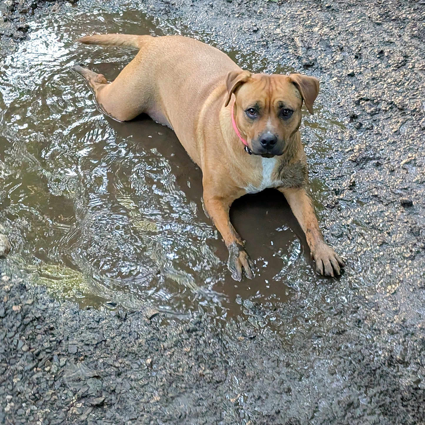 Volka a rejoint le concours — aidez-le/la à gagner de superbes lots ! dog, canine, tan_dog, mud, puddle, water, wet, outdoors, ground, nature, animal, pet, pink_collar, lying_down, front_legs, floppy_ears, brown_fur, white_chest, portrait, funny