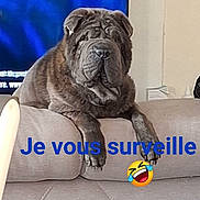 Aatchii participe au concours pour gagner de l'argent avec cette photo : animal, brown, couch, dog, emoji, face, funny, fur, home, indoor, living_room, paw, pet, relaxed, shar_pei, snout, text_overlay, tongue_out, watching, wrinkles