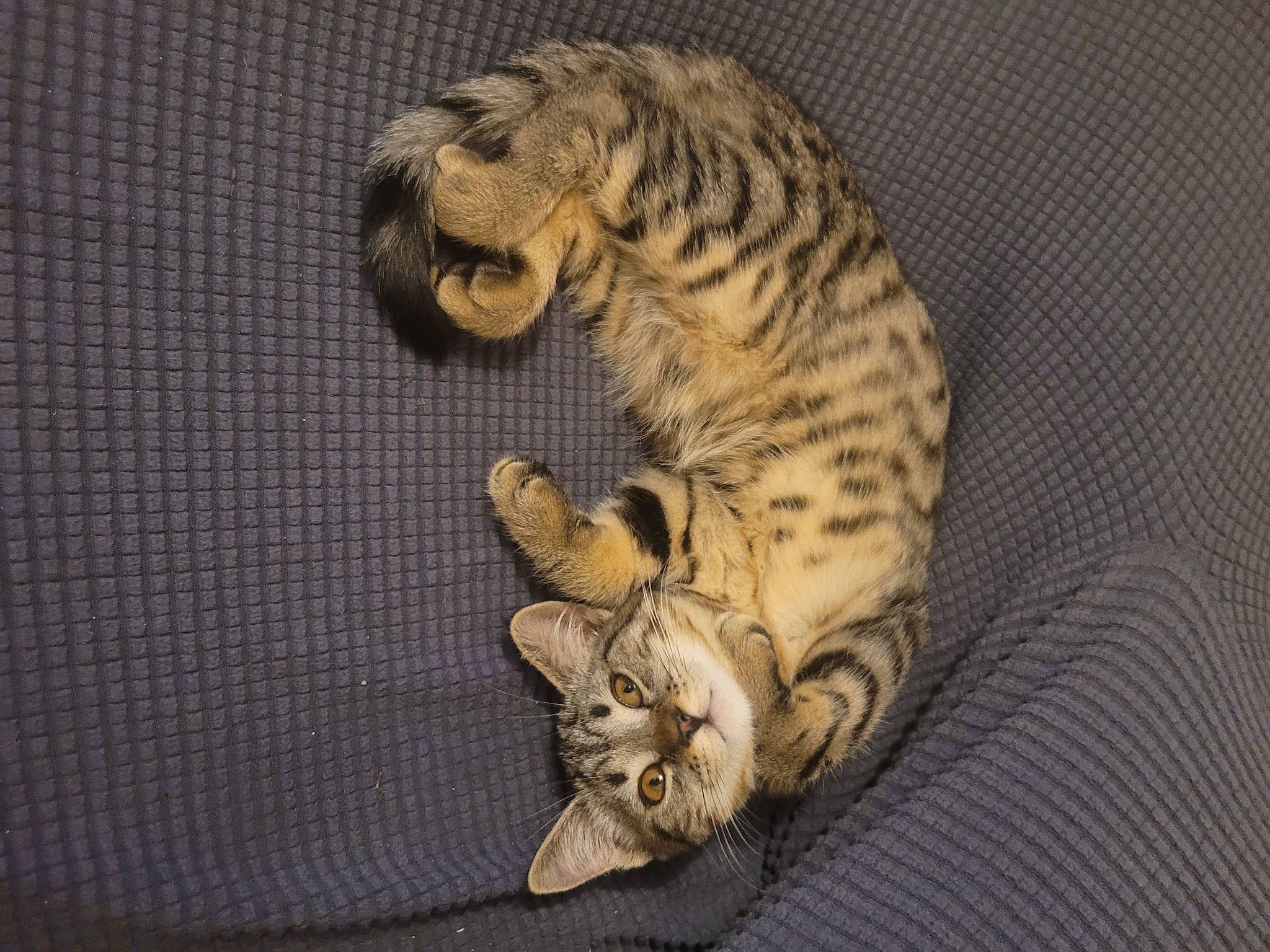 Xena participe au concours pour gagner de l'argent avec cette photo : bengal_tiger, big_cats, carnivore, cat, claw, comfort, domestic_short_haired_cat, fawn, felidae, fur, paw, siberian_tiger, small_to_medium_sized_cats, snout, tail, terrestrial_animal, tiger, whiskers, wildlife, wood