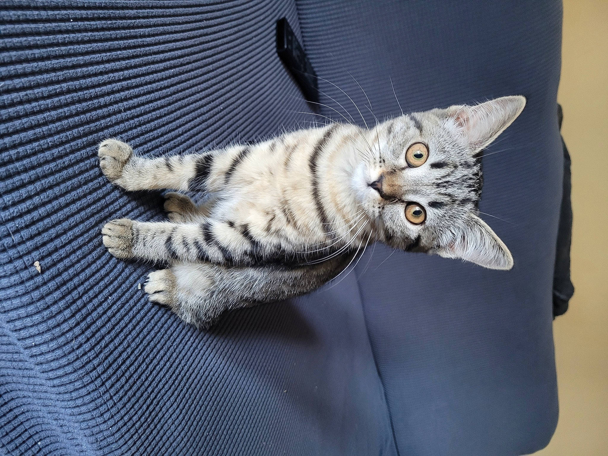 Xena a rejoint le concours — aidez-le/la à gagner de superbes lots ! carnivore, cat, comfort, domestic_short_haired_cat, electric_blue, felidae, fur, grey, paw, sitting, small_to_medium_sized_cats, tail, whiskers