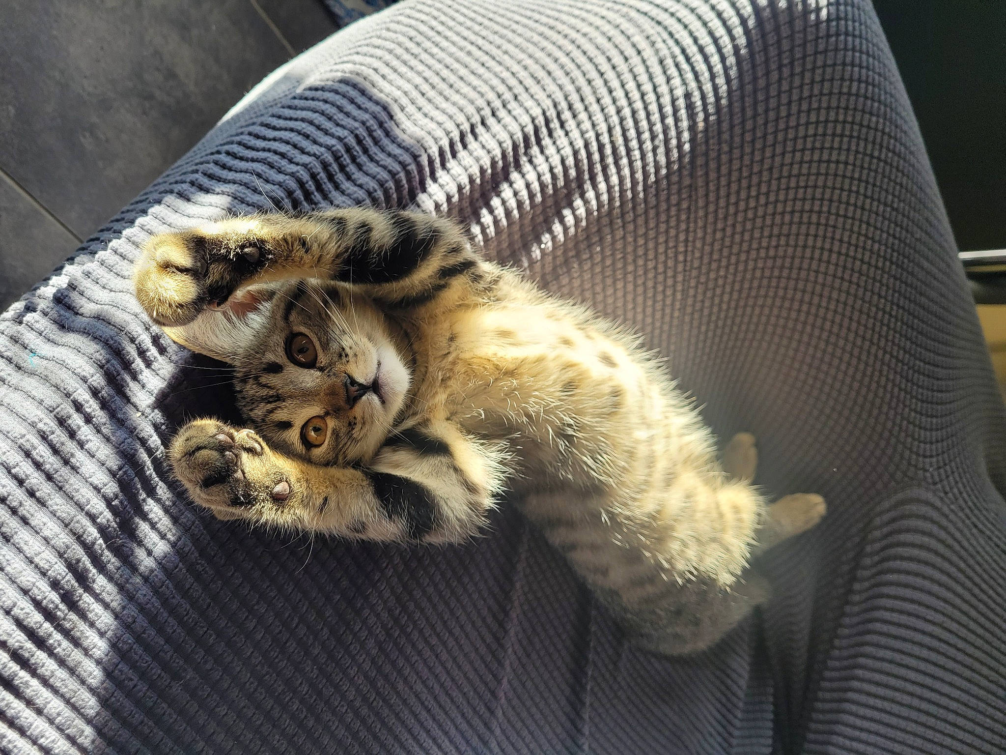 Xena a rejoint le concours — aidez-le/la à gagner de superbes lots ! bengal_tiger, big_cats, carnivore, cat, chair, claw, comfort, couch, domestic_short_haired_cat, felidae, fur, grey, linens, nap, paw, small_to_medium_sized_cats, tail, terrestrial_animal, whiskers