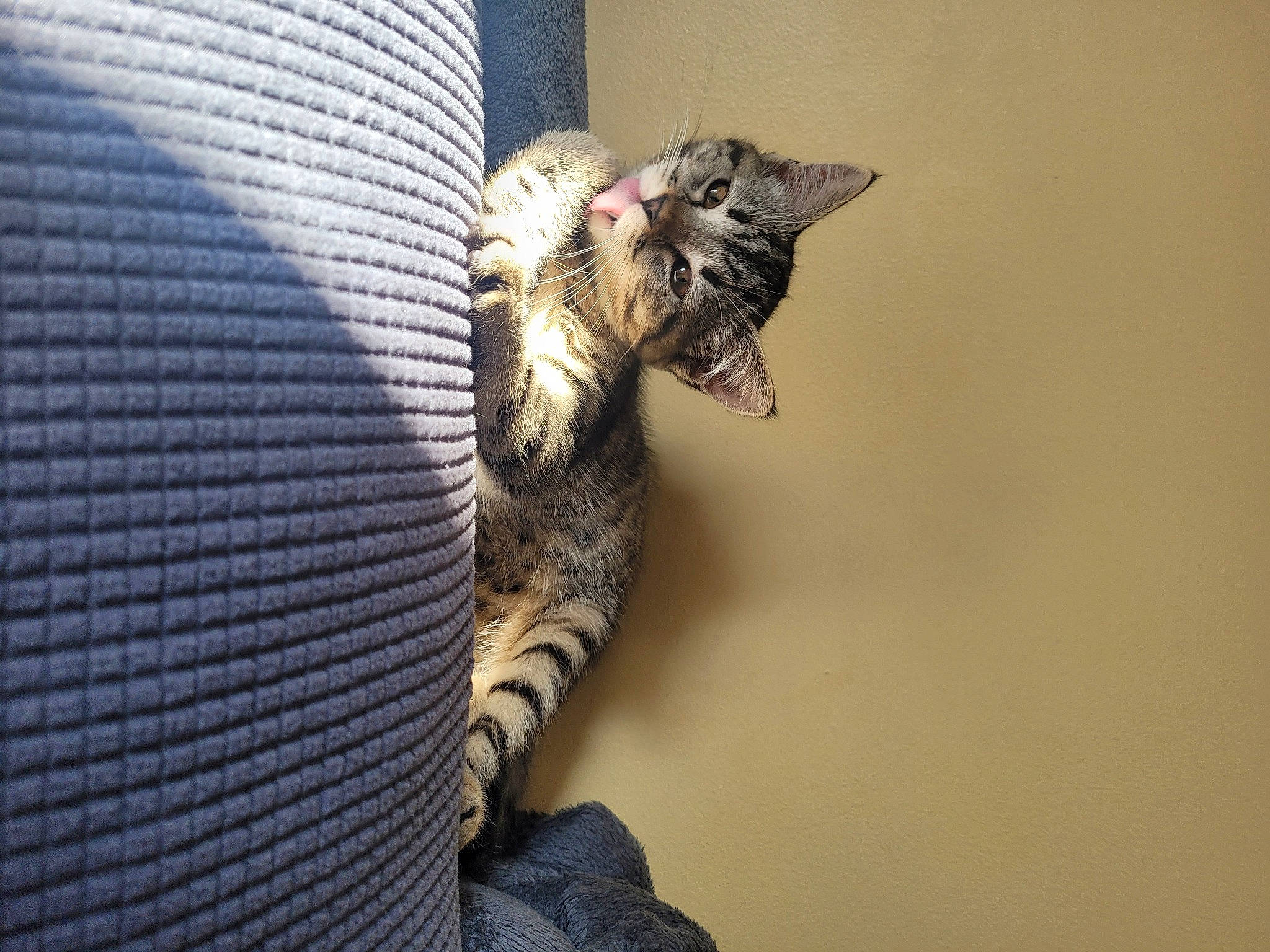 Xena participe au concours pour gagner de l'argent avec cette photo : carnivore, cat, claw, comfort, couch, domestic_short_haired_cat, felidae, fur, metal, paw, plant, sitting, small_to_medium_sized_cats, tail, terrestrial_animal, whiskers, wood