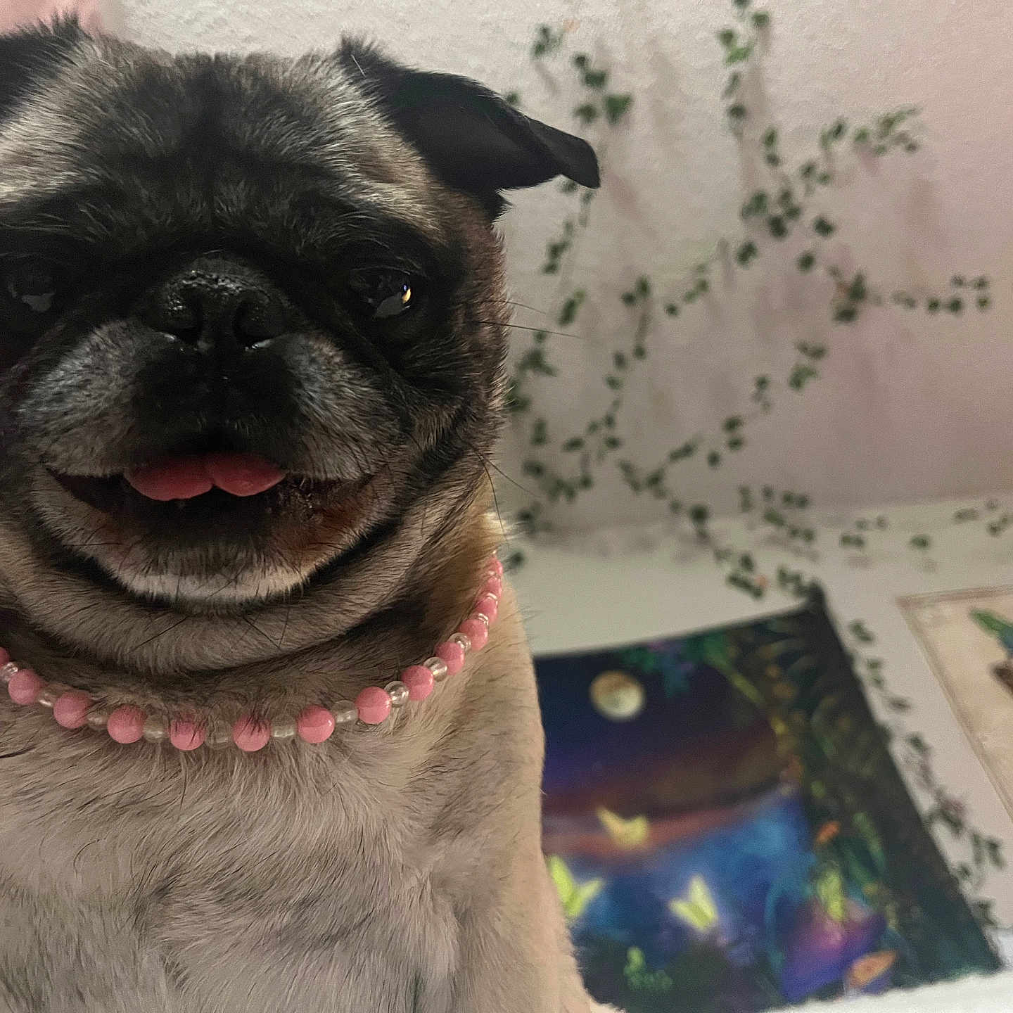 Germ joined the competition — help win amazing prizes! accessories, animal, bodypart, bulldog, canine, dog, jewelry, mouth, necklace, person, pet, pug, puppy, tongue