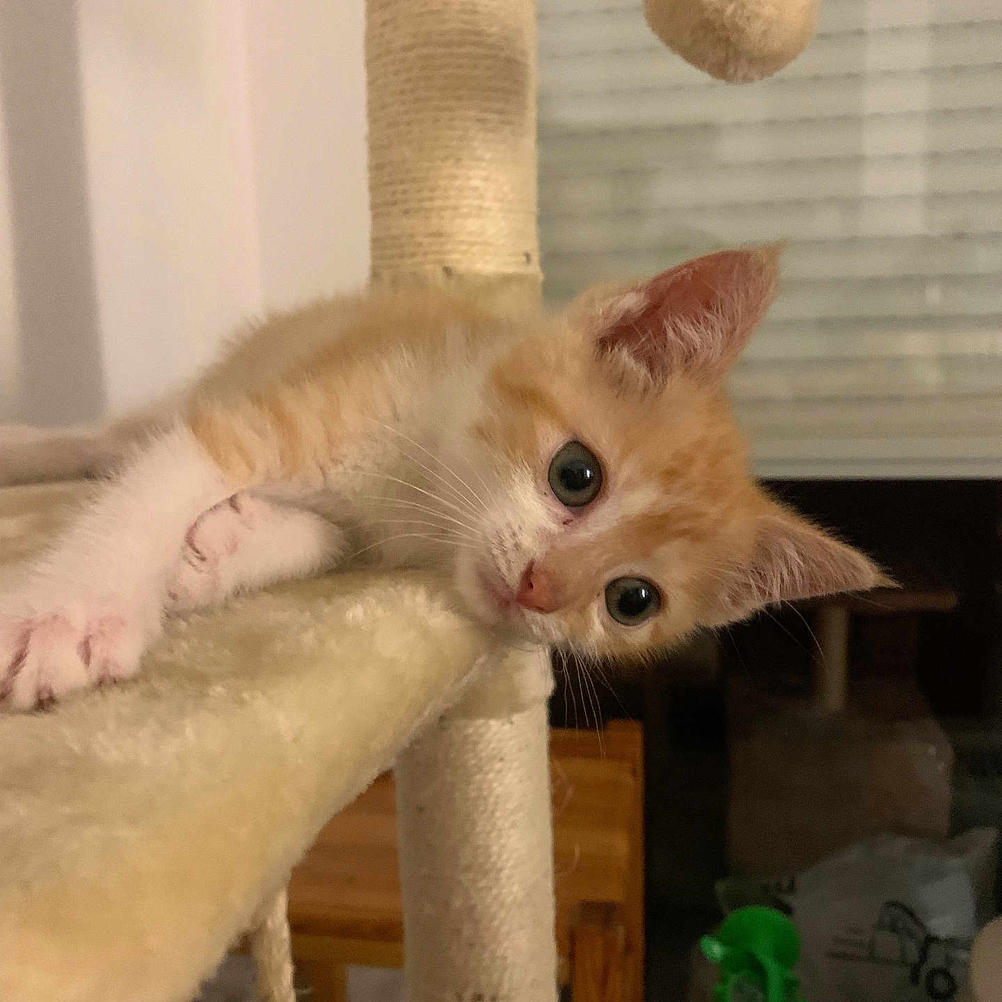 Havvah participe au concours pour gagner de l'argent avec cette photo : abyssinian, animal, cat, hardwood, kitten, manx, pet, plywood, siamese, sphere, wood