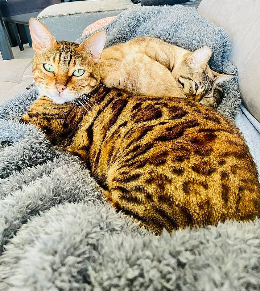 Mowgli participe au concours pour gagner de l'argent avec cette photo : carnivore, cat, cat_bed, cat_supply, claw, comfort, domestic_short_haired_cat, fawn, felidae, fur, linens, nap, pattern, paw, small_to_medium_sized_cats, snout, tail, terrestrial_animal, whiskers, wildlife