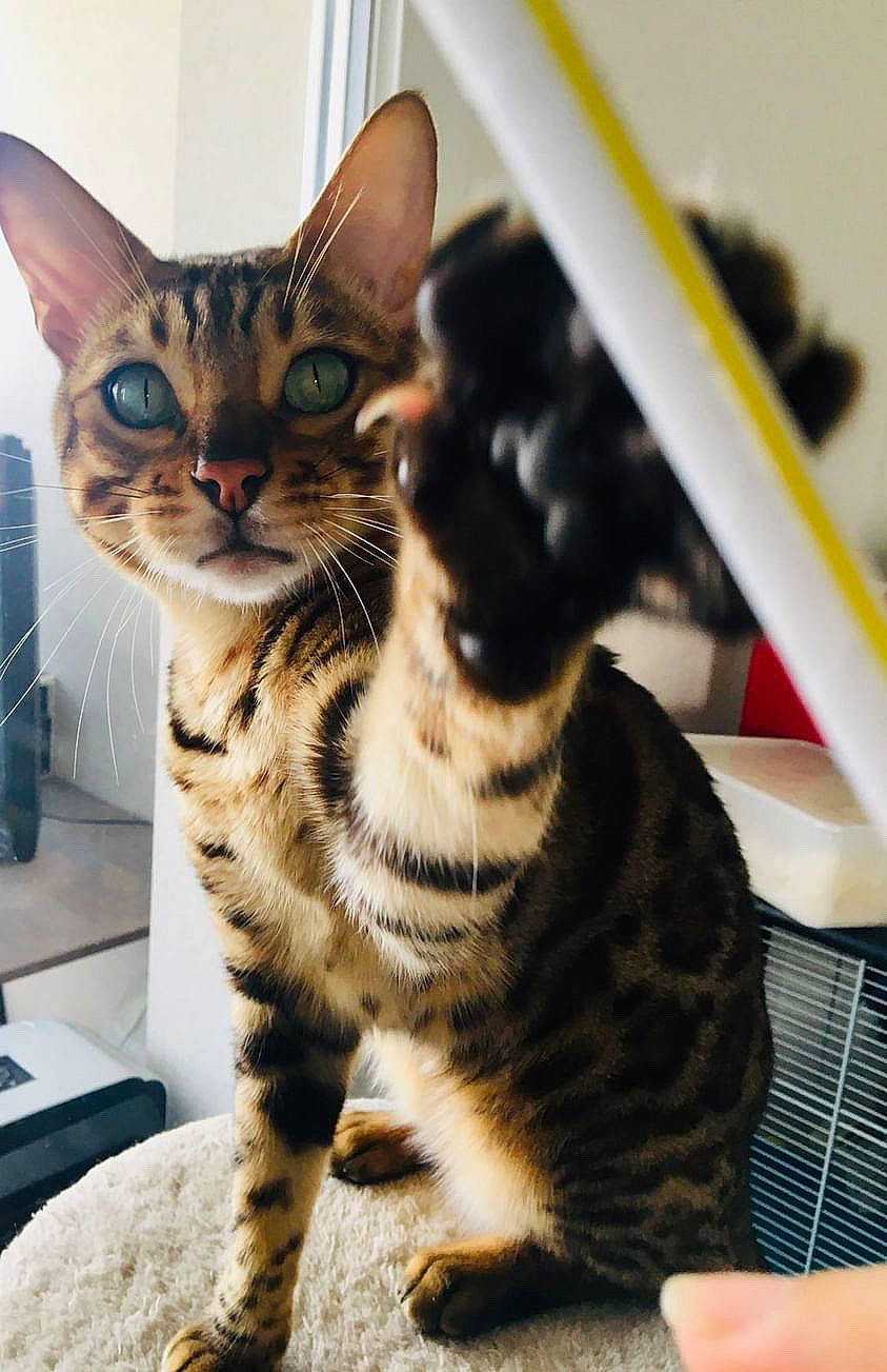 Mowgli a rejoint le concours — aidez-le/la à gagner de superbes lots ! carnivore, cat, domestic_short_haired_cat, felidae, foot, fur, paw, sitting, small_to_medium_sized_cats, snout, tail, terrestrial_animal, whiskers