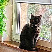 Margaux participe au concours pour gagner de l'argent avec cette photo : animal, black_cat, cat, cozy, curious, domestic_cat, feline, fur, greenery, home, indoor, looking, natural_light, pet, plant, quiet, sitting, whiskers, window, windowsill
