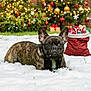 Yoda a rejoint le concours — aidez-le/la à gagner de superbes lots ! animal, brown_coat, canine, celebration, christmas_lights, cute, decorated_tree, dog, festive, french_bulldog, gift_bag, holiday_decorations, lying_down, outdoor, pet, presents, seasonal, snow, snowflakes, winter