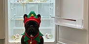 Yoda a rejoint le concours — aidez-le/la à gagner de superbes lots ! animal, black_dog, christmas_elf, costume, dog, festive, floor, football, french_bulldog, fridge, funny, holiday, indoor, mess, open_fridge, pet, spill, street_football, tile_floor, yogurt