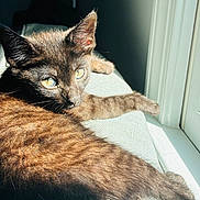 Aang joined the competition — help win amazing prizes! black_cat, kitten, pet, animal, feline, sunlight, window, cushion, indoor, relaxing, fur, closeup, whiskers, ears, yellow_eyes, resting, home, cozy, daylight, portrait