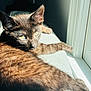 black_cat, kitten, pet, animal, feline, sunlight, window, cushion, indoor, relaxing, fur, closeup, whiskers, ears, yellow_eyes, resting, home, cozy, daylight, portrait