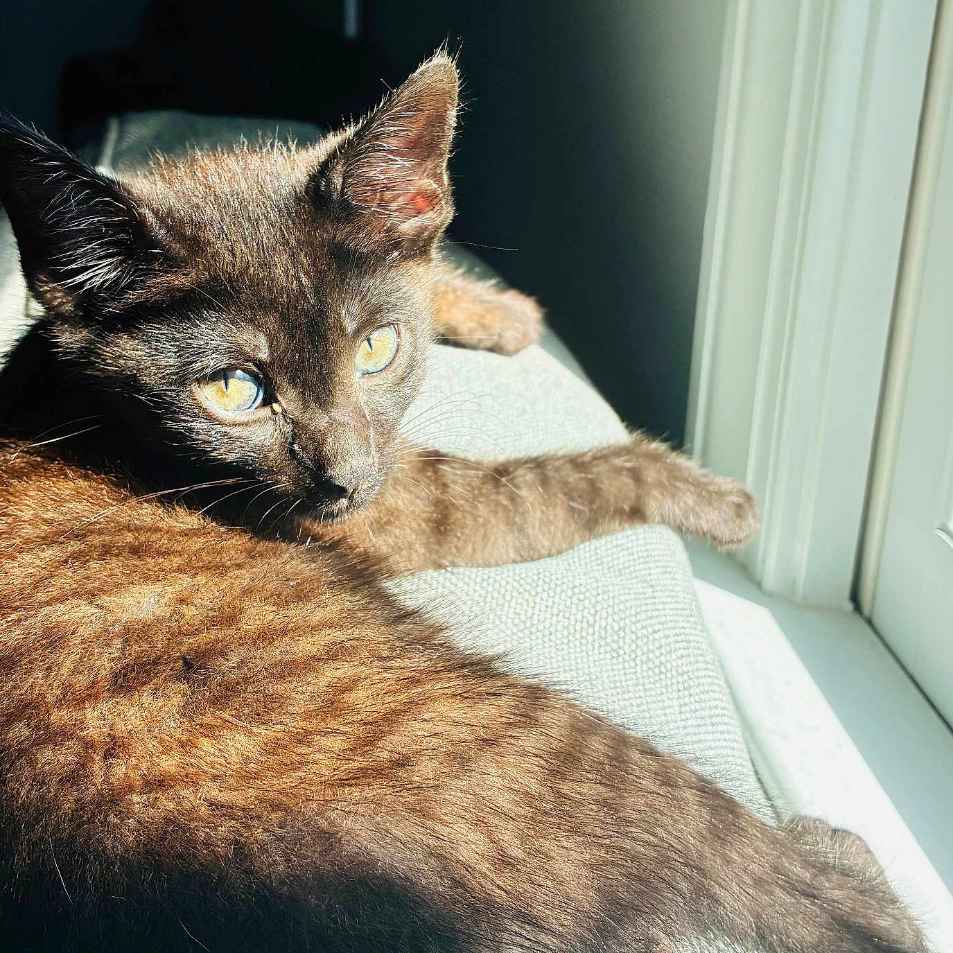 Aang joined the competition — help win amazing prizes! animal, black_cat, closeup, cozy, cushion, daylight, ears, feline, fur, home, indoor, kitten, pet, portrait, relaxing, resting, sunlight, whiskers, window, yellow_eyes