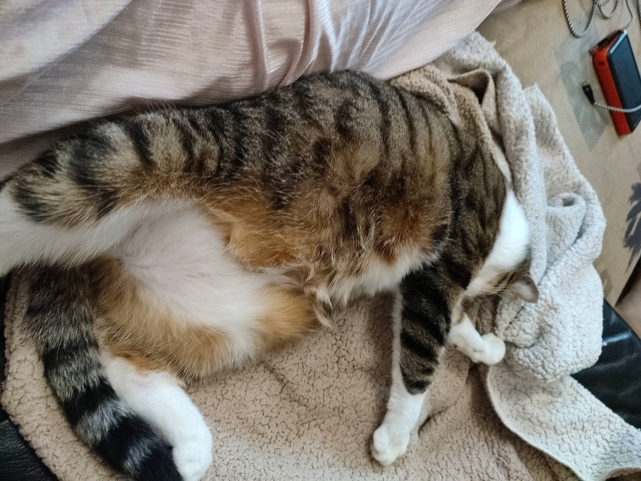 Nalla Et Baguerra participe au concours pour gagner de l'argent avec cette photo : carnivore, cat, claw, comfort, domestic_short_haired_cat, felidae, fur, mammal, paw, small_to_medium_sized_cats, snout, tail, terrestrial_animal, vertebrate, whiskers