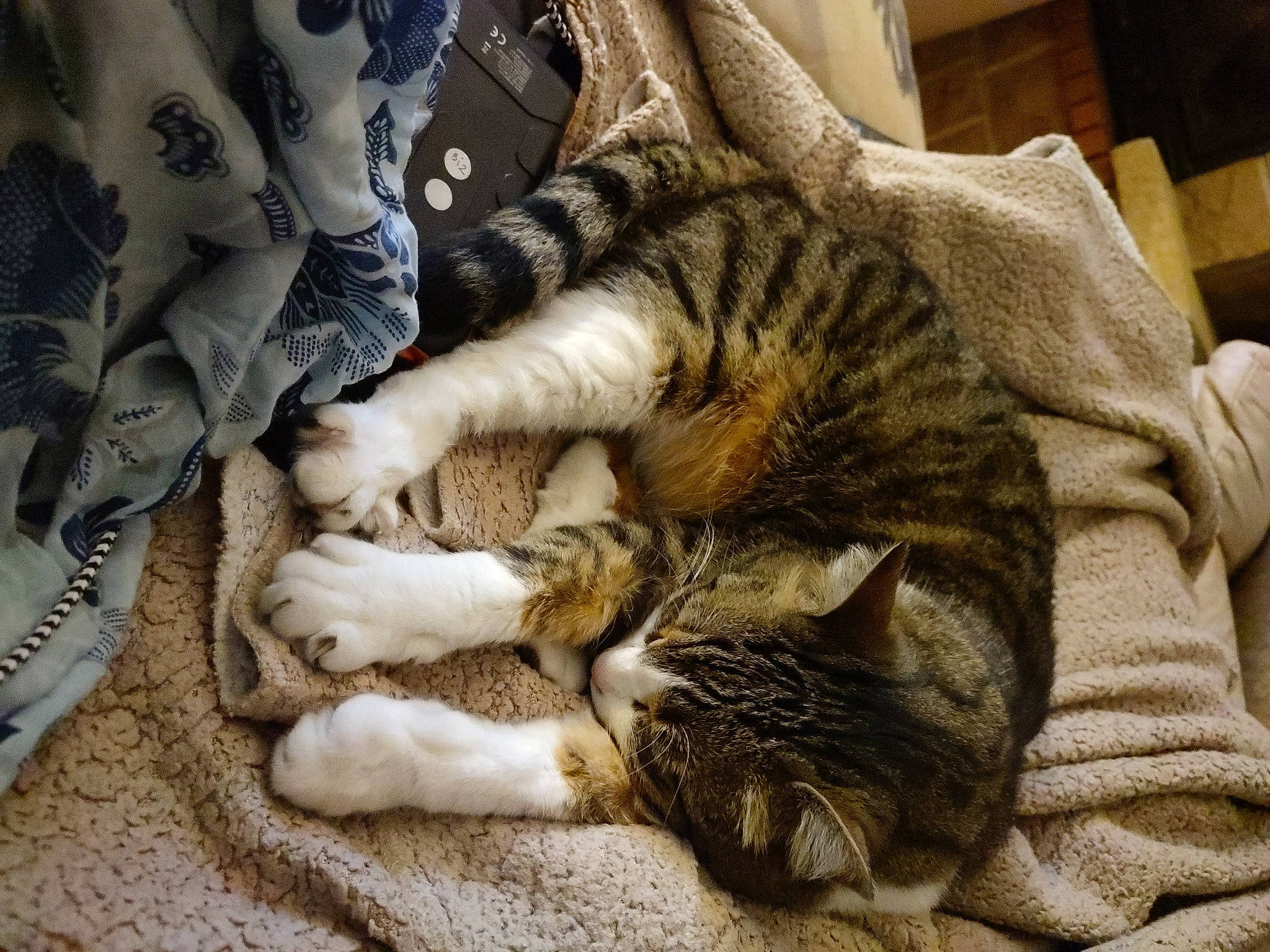 Nalla Et Baguerra participe au concours pour gagner de l'argent avec cette photo : bed, carnivore, cat, claw, comfort, domestic_short_haired_cat, fawn, felidae, fur, nap, paw, sleep, small_to_medium_sized_cats, snout, tail, terrestrial_animal, whiskers