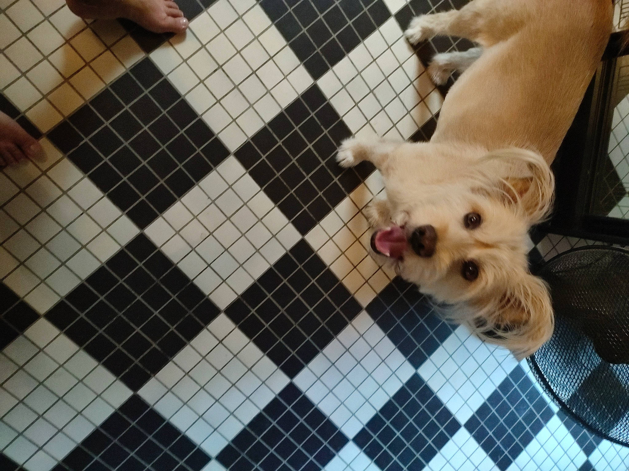 Django participe au concours pour gagner de l'argent avec cette photo : animal_shelter, cage, canidae, carnivore, companion_dog, dog, dog_breed, dog_crate, dog_supply, fawn, flooring, fur, pattern, pet_supply, snout, sporting_group, tail, toy, toy_dog, working_animal