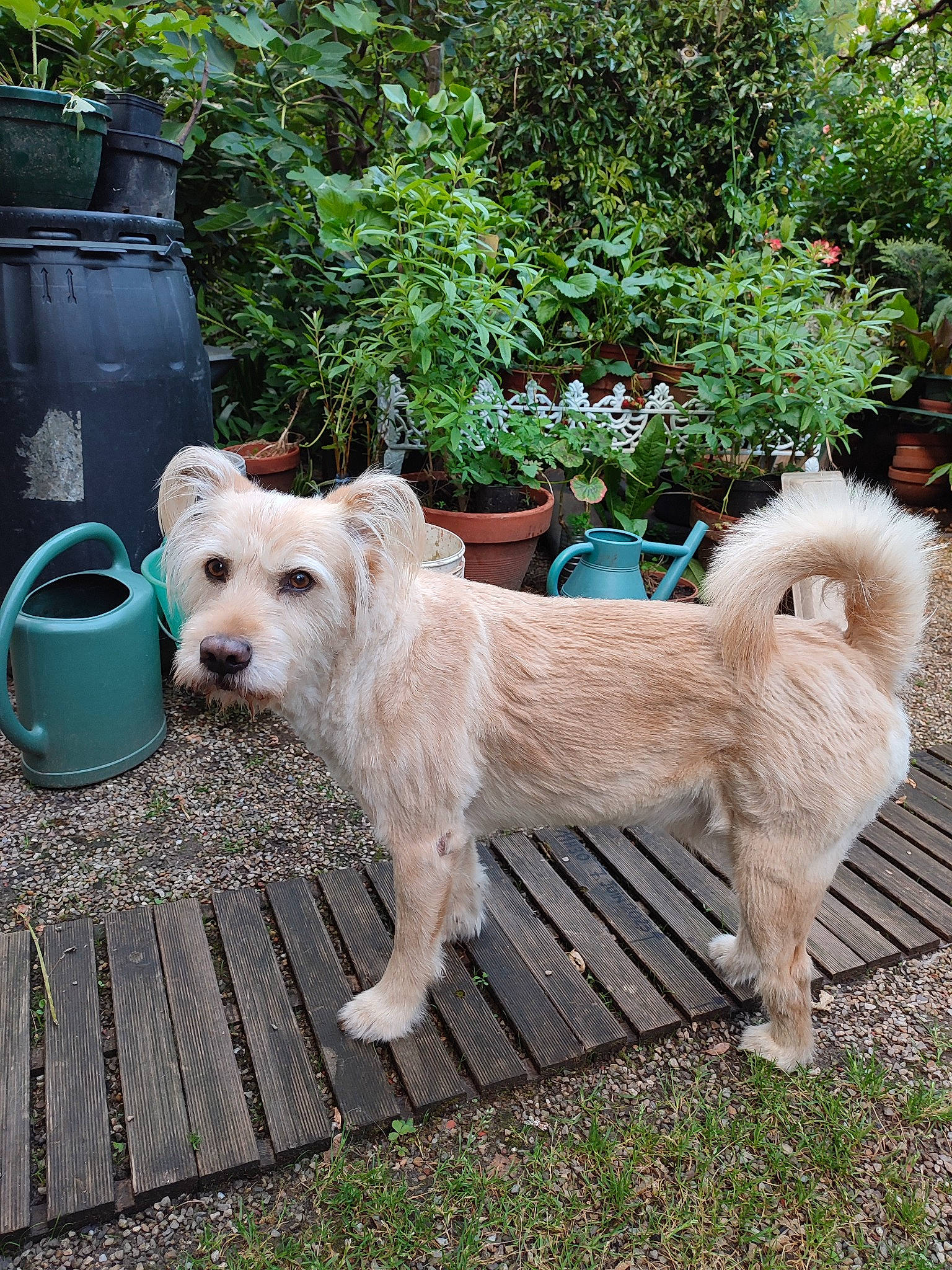 Django a rejoint le concours — aidez-le/la à gagner de superbes lots ! canidae, carnivore, chair, collar, companion_dog, dog, dog_breed, dog_supply, fawn, gas, grass, green, plant, portuguese_podengo, small_terrier, sporting_group, tail, terrier, working_animal, yard