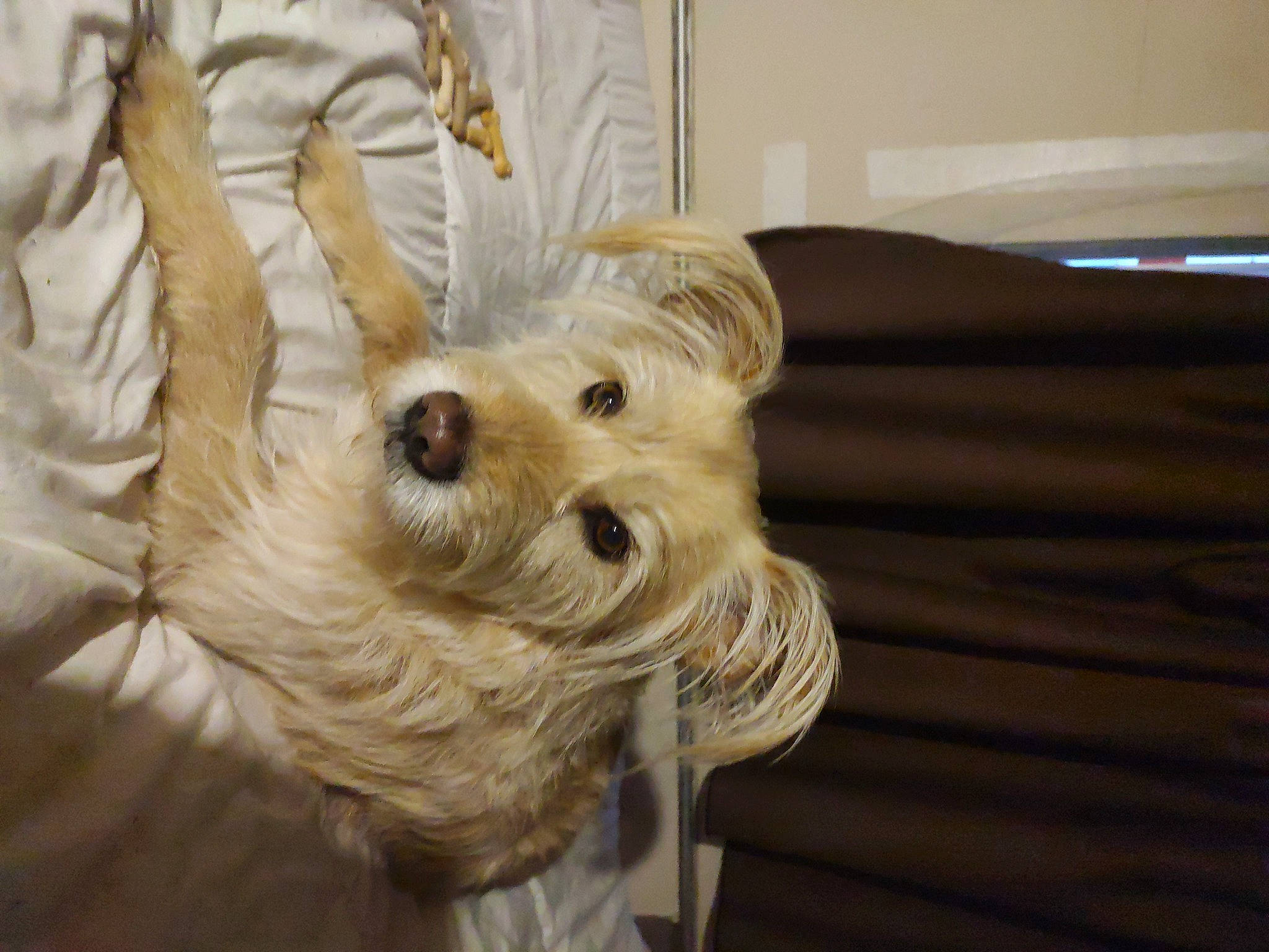 Django participe au concours pour gagner de l'argent avec cette photo : carnivore, companion_dog, dog, dog_breed, dog_collar, dog_supply, fawn, fur, hardwood, mammal, puppy, schnauzer, scottish_terrier, small_terrier, snout, sporting_group, terrier, toy_dog, wood, working_animal