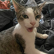 Raven joined the competition — help win amazing prizes! cat, tabby, white, pet, animal, feline, mouth_open, blanket, water_bottle, indoor, fur, whiskers, ears, green_eyes, close_up, resting, domestic, cute, expressive, lying_down