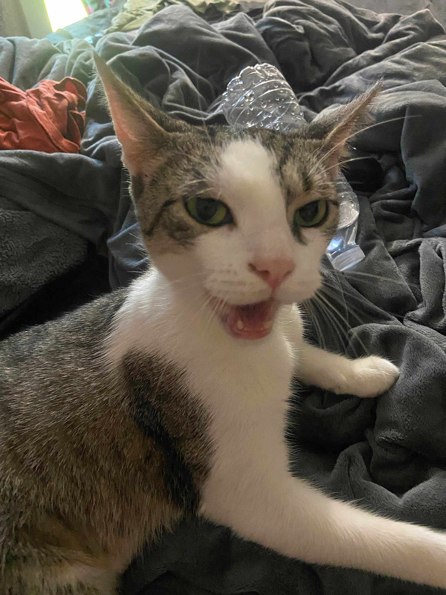 Raven joined the competition — help win amazing prizes! cat, tabby, white, pet, animal, feline, mouth_open, blanket, water_bottle, indoor, fur, whiskers, ears, green_eyes, close_up, resting, domestic, cute, expressive, lying_down