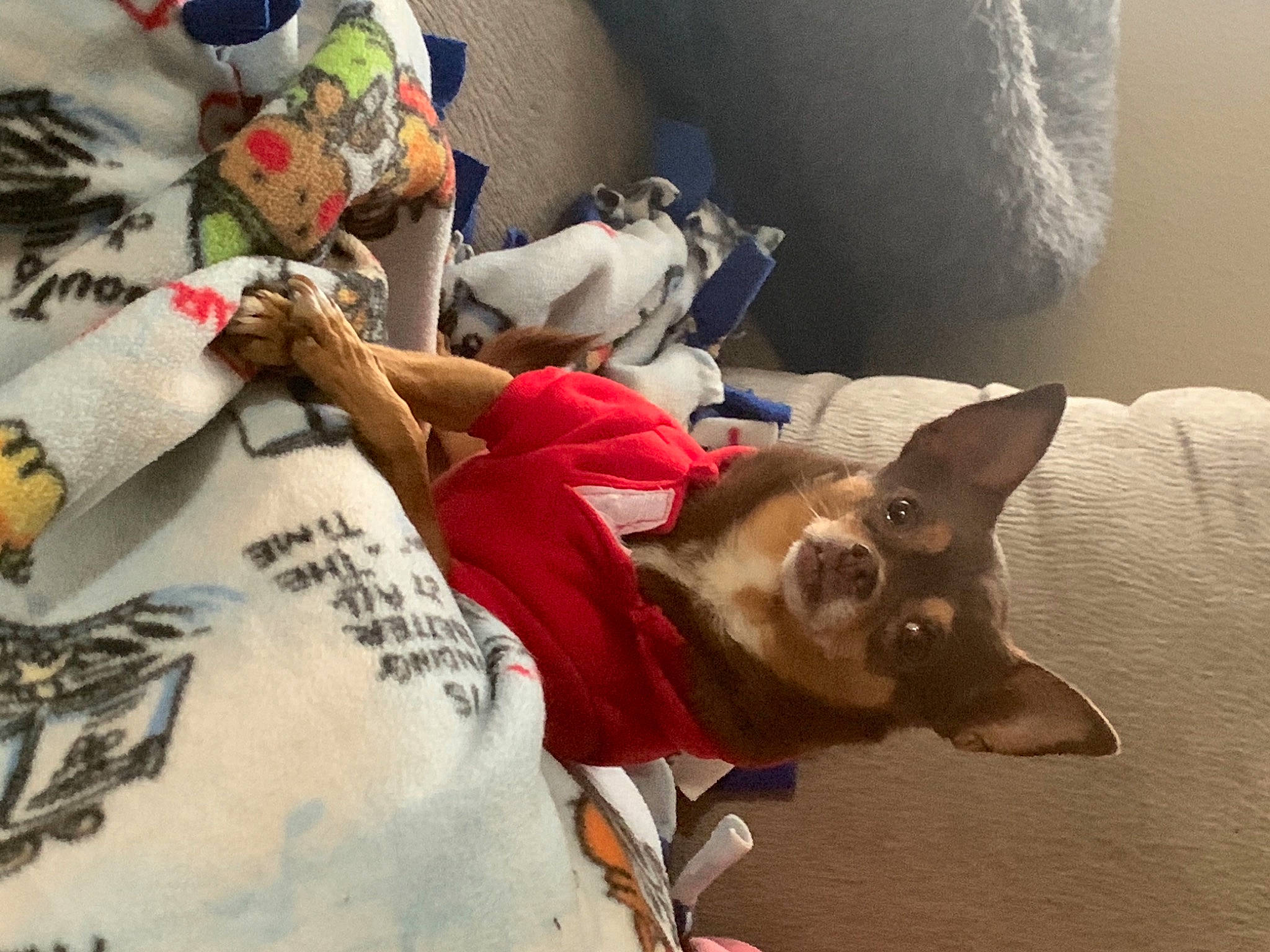 Brutis is registered to the contest to win money with this photo: bedding, carmine, carnivore, comfort, companion_dog, corgi_chihuahua, dog, dog_breed, dog_supply, fawn, flooring, fur, linens, nap, paw, pillow, room, toy_dog, whiskers, working_animal