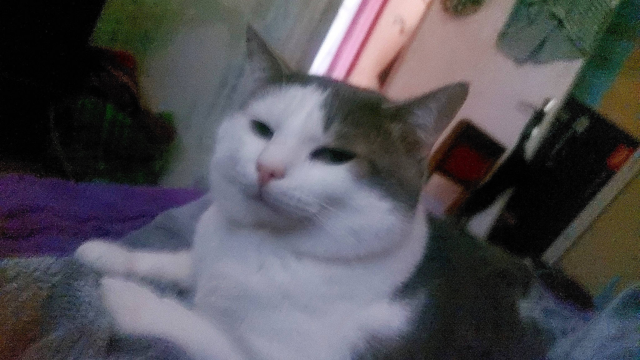 Loulou a rejoint le concours — aidez-le/la à gagner de superbes lots ! carnivore, cat, domestic_short_haired_cat, felidae, fur, small_to_medium_sized_cats, snout, tail, whiskers, window