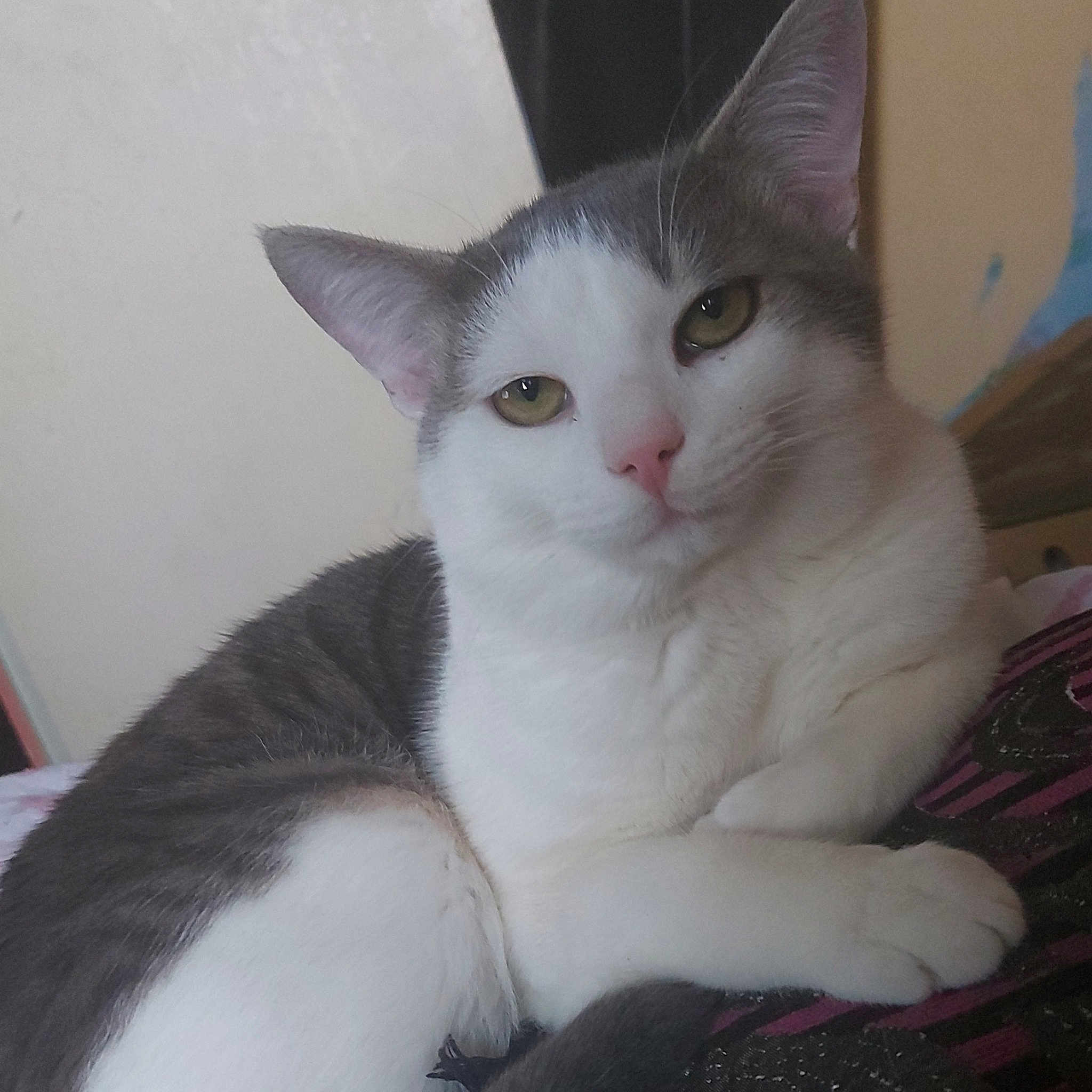 Loulou