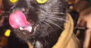 Will Feral joined the competition — help win amazing prizes! cat, black_cat, yellow_eyes, tongue_out, close_up, pet, animal, fur, whiskers, cute, indoor, sweater, cozy, playful, blurry, feline, mammal, domestic_animal, yellow, black