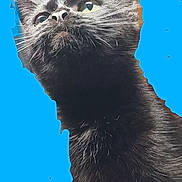 Will Feral is registered to the contest to win money with this photo: cat, black_cat, animal, pet, fur, whiskers, closeup, looking_up, portrait, cute, curious, indoor, blue_background, digital_edit, head, face, ears, eyes, muzzle, feline