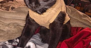 Will Feral joined the competition — help win amazing prizes! animal, bed, beige_shirt, black_cat, blanket, blurred, cat, clothing, cozy, fabric, furniture, indoors, person, pet, preparing_food, red_blanket, room, sitting, table, yellow_eyes