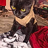 Will Feral joined the competition — help win amazing prizes! black_cat, cat, pet, animal, indoors, blanket, bed, person, table, clothing, yellow_eyes, furniture, cozy, blurred, room, preparing_food, sitting, fabric, red_blanket, beige_shirt
