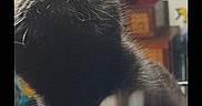 Will Feral is registered to the contest to win money with this photo: animal, background, black_cat, close_up, closeup, cozy, curious, domestic, explorer, eyes, face, feline, fur, household, indoor, indoor_lighting, nose, pet, portrait, whiskers